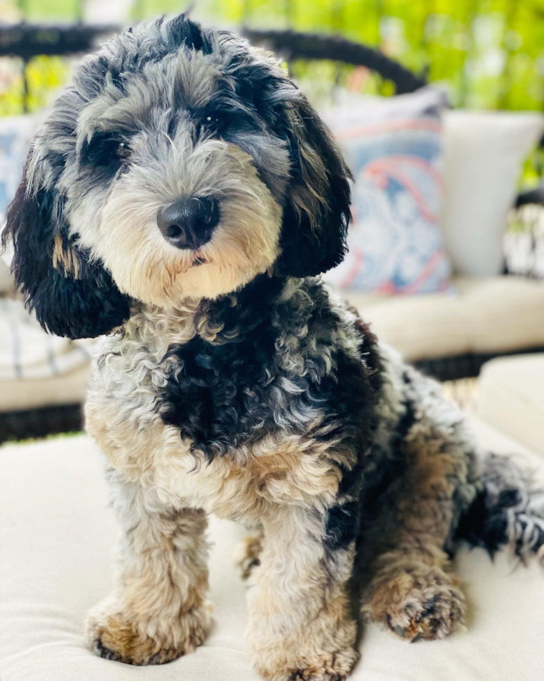 Hypoallergenic Sheep Dog Poodle Mix Pup