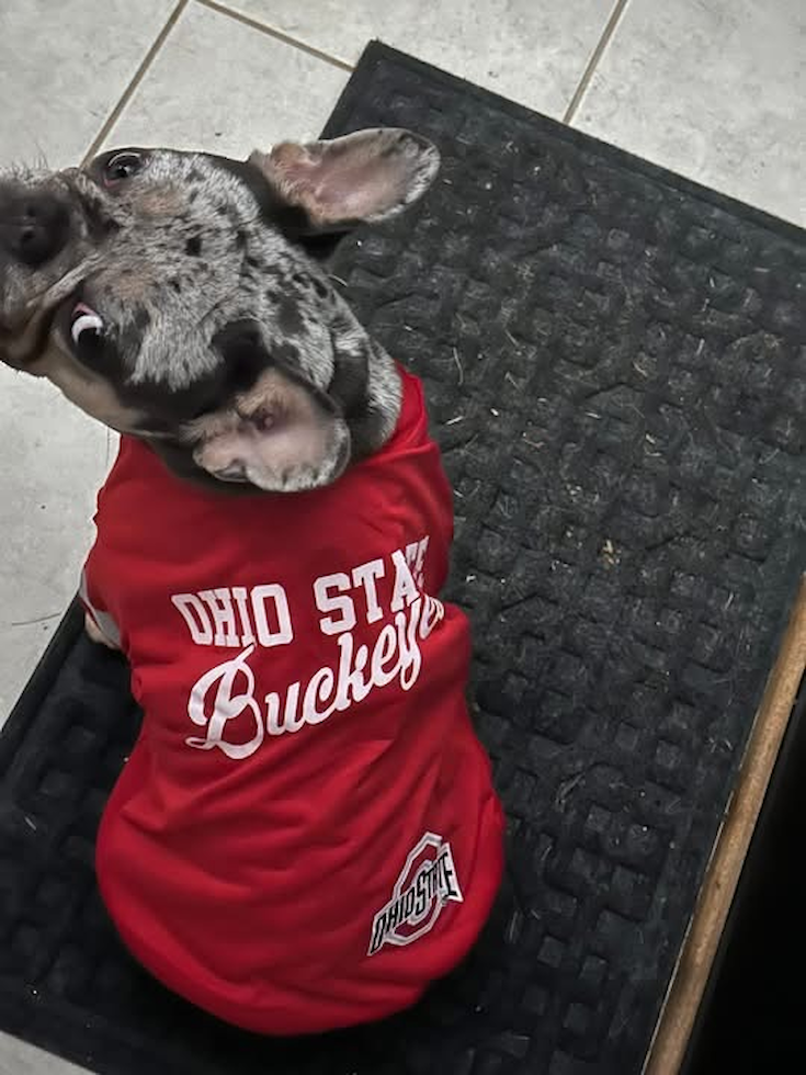 Akc Registered French Bulldog Pup