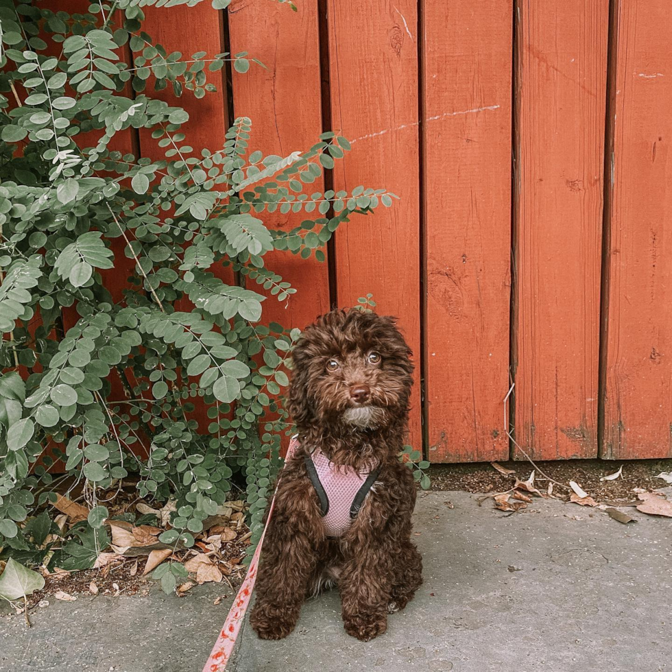 Playful Poodle Pup