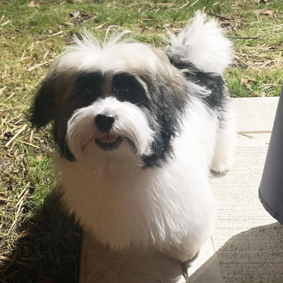 Dayton Havanese Pup