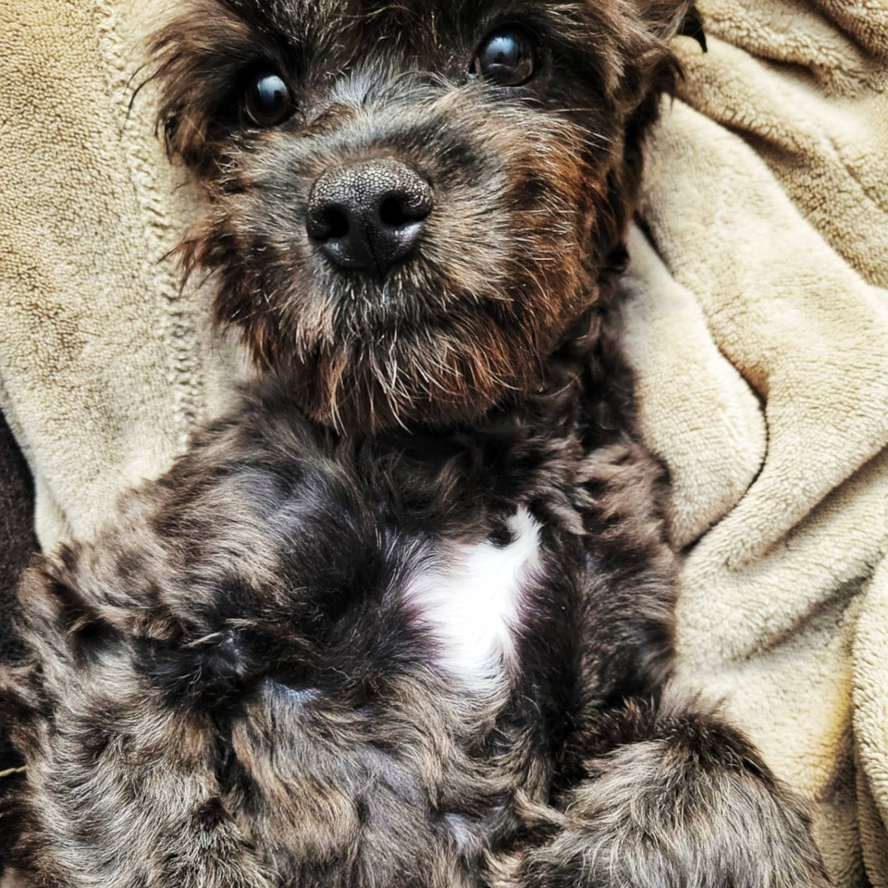 Fluffy Cavapoo Poodle Mix Pup