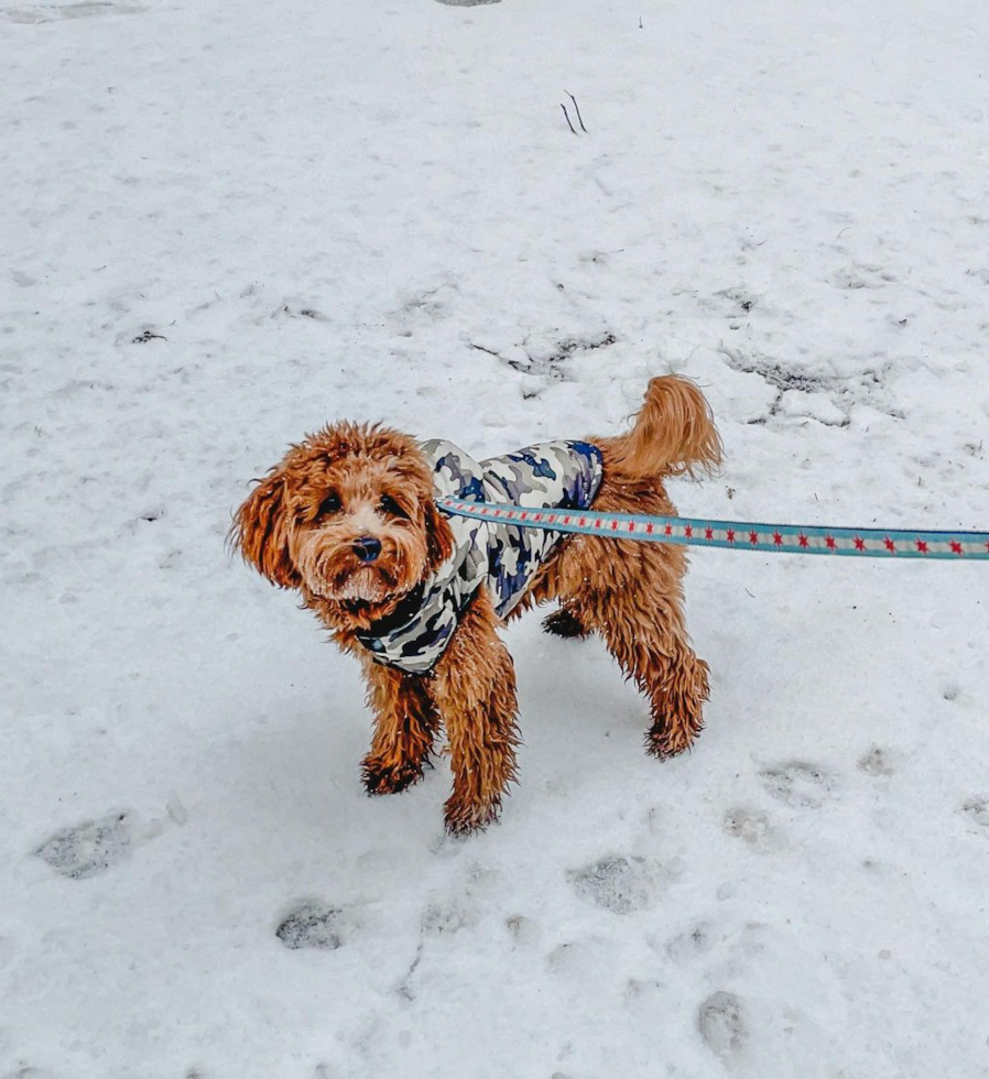 Cavapoo Being Cute