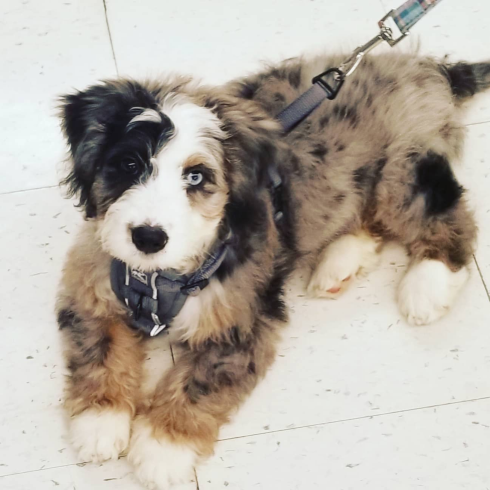 Croton on Hudson Mini Bernedoodle Pup