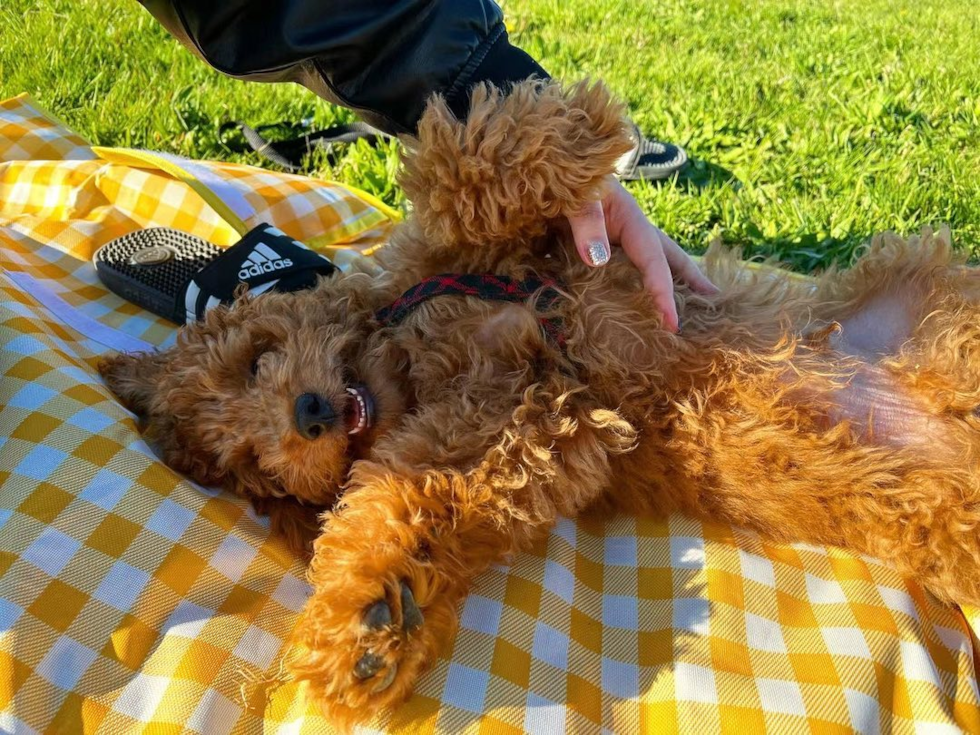 Mini Goldendoodle Being Cute