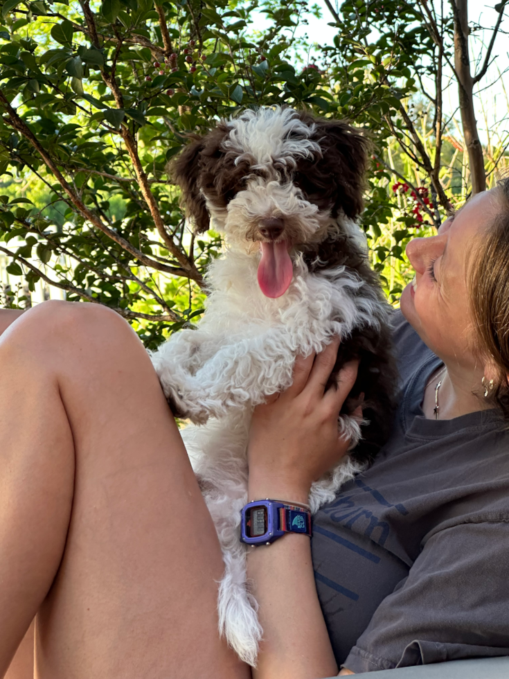 Little Havadoodle Poodle Mix Pup