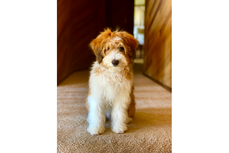 Best Mini Aussiedoodle Baby