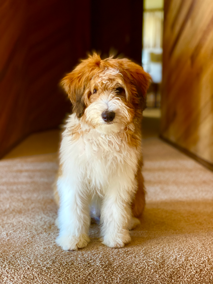 Cute Mini Aussiedoodle Pup