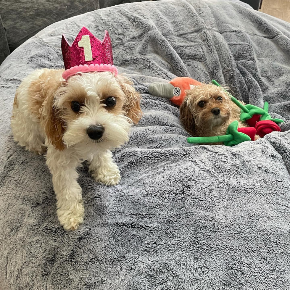 Small Cavachon Pup