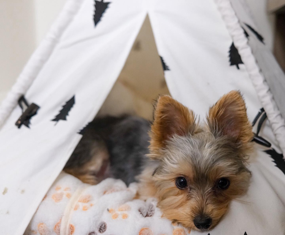 Friendly Yorkshire Terrier Pup