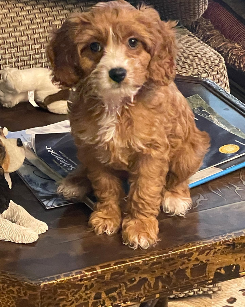 Cute Cavapoo Pup in Palm Beach Gardens FL