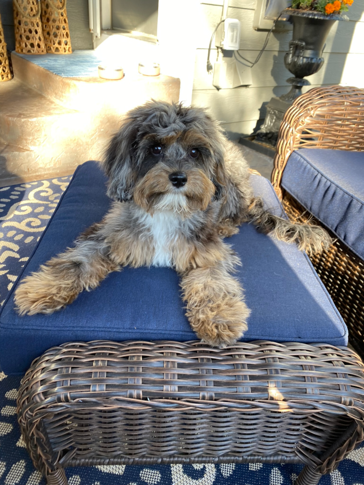 Cavapoo Pup