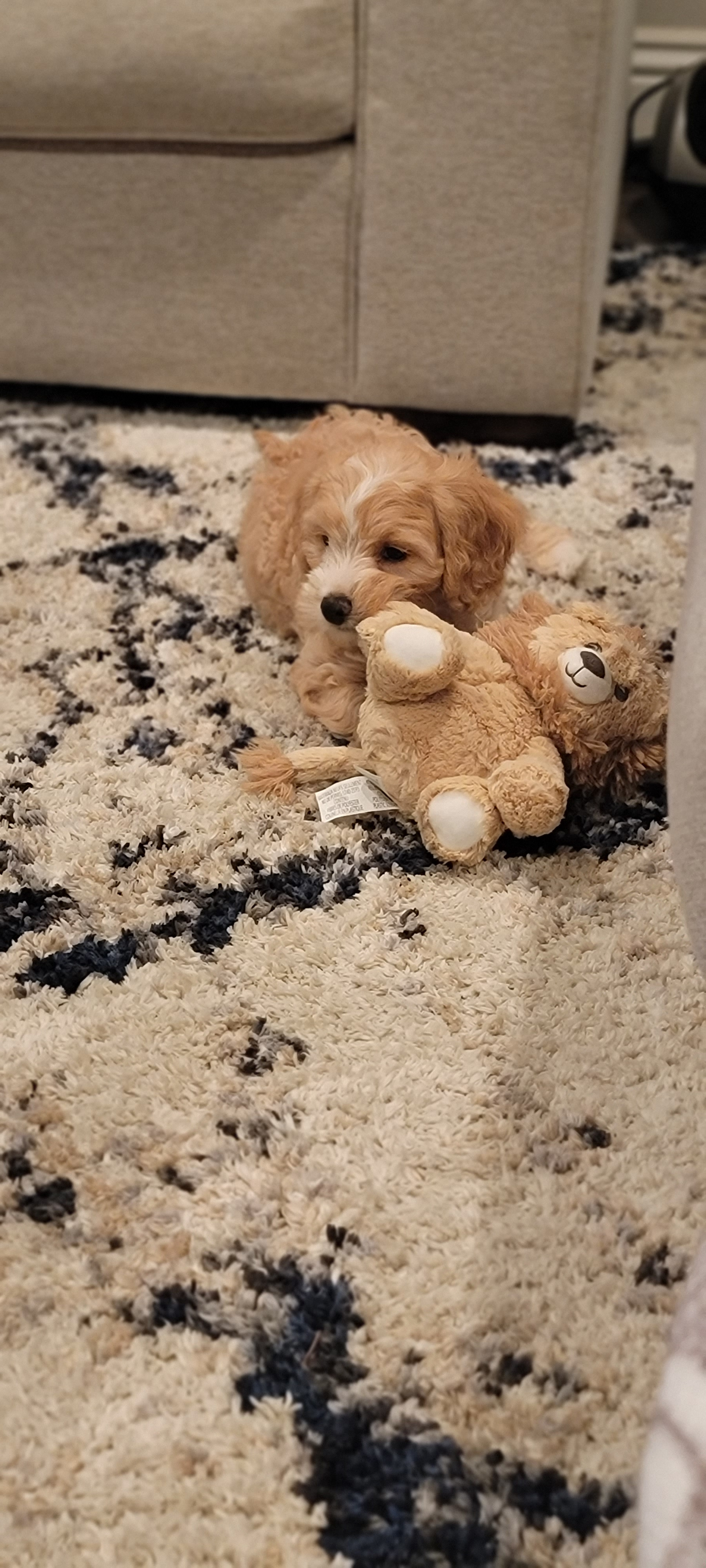 Cavapoo Pup Being Cute