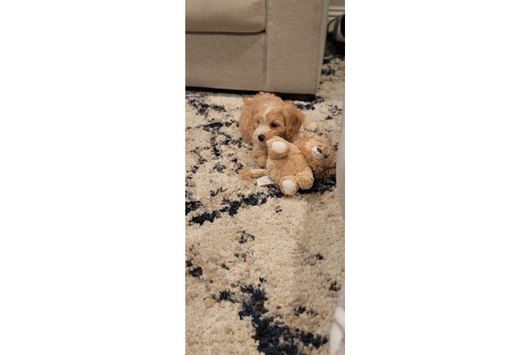 Cavapoo Pup Being Cute