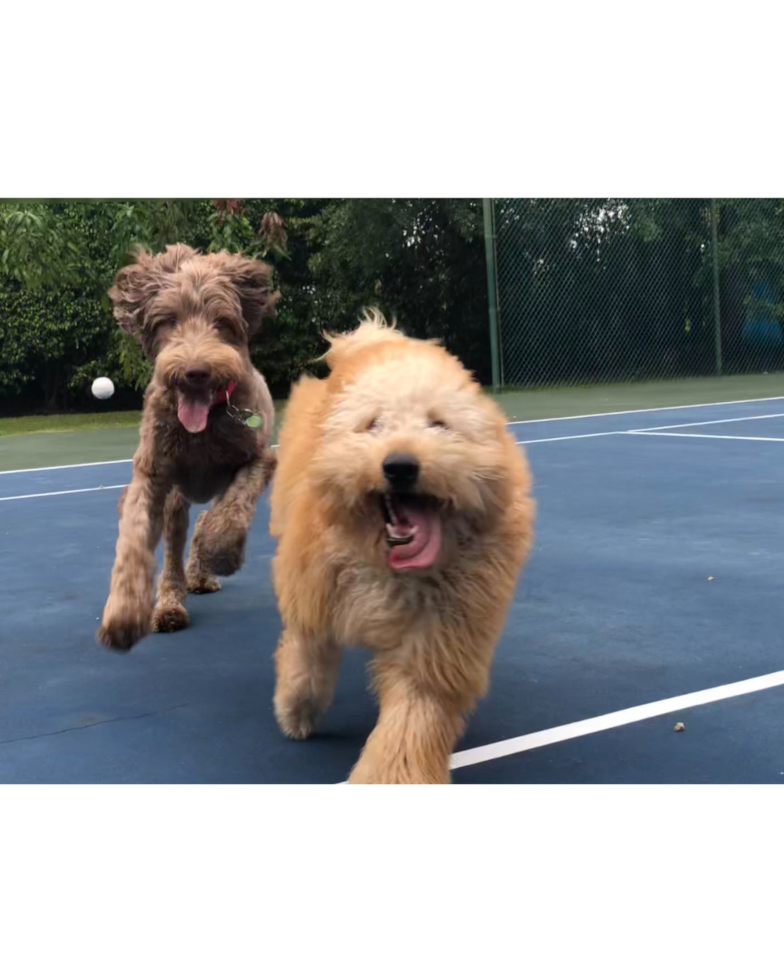 Mini Goldendoodle Being Cute