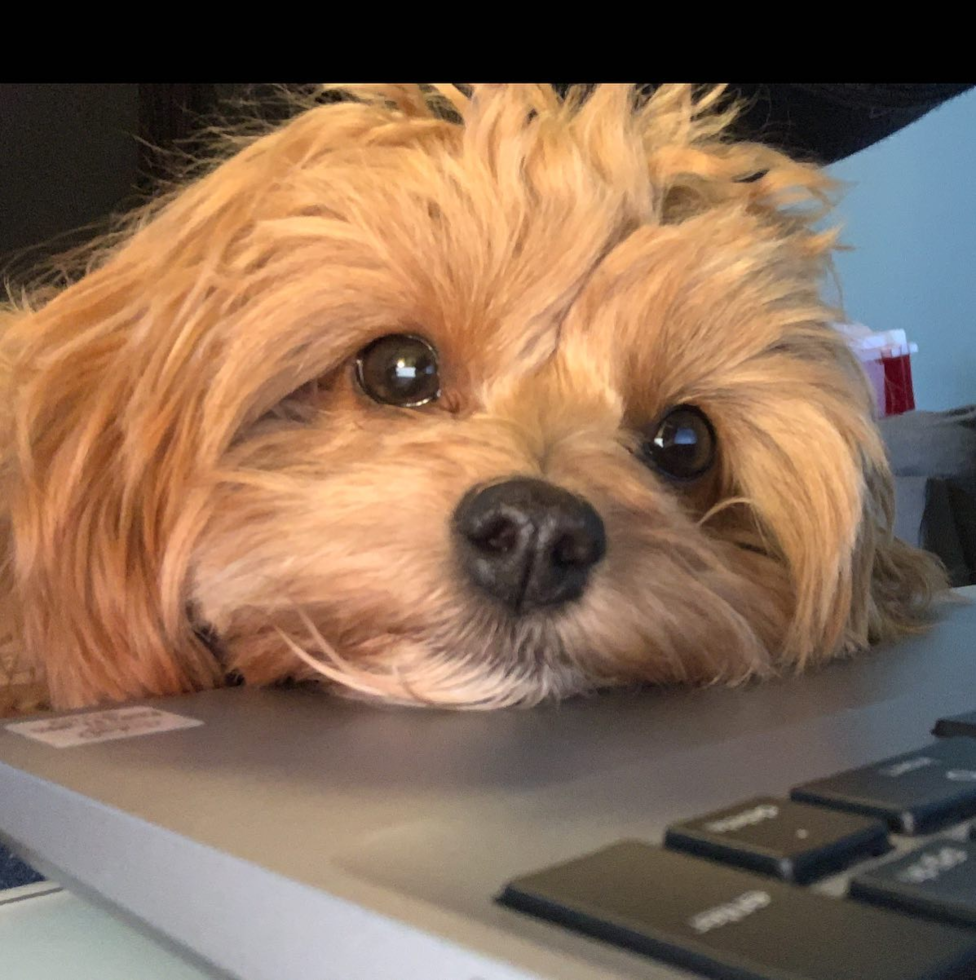 Sweet Cavapoo Pup in Johns Creek GA