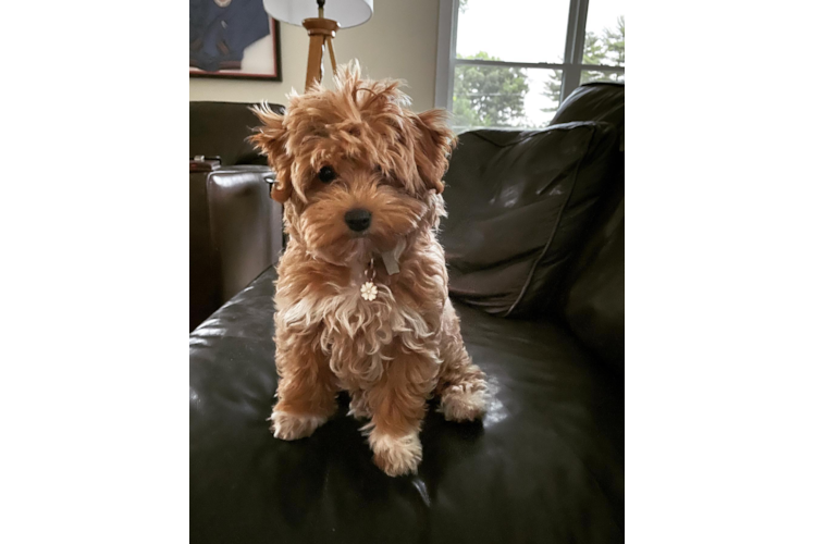 Energetic Maltepoo Poodle Mix Puppy