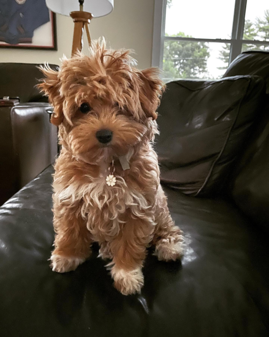 Maltipoo Being Cute