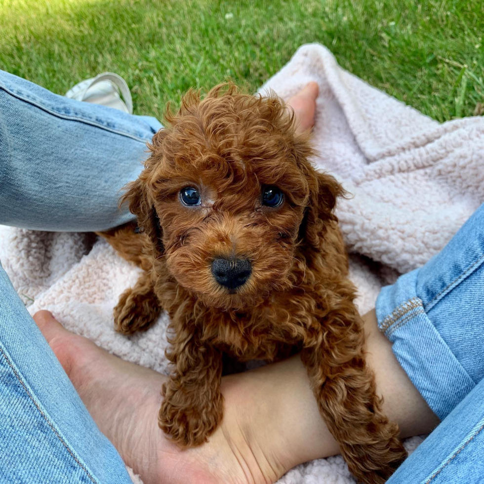 Sweet Cavapoo Pup in Morgantown WV