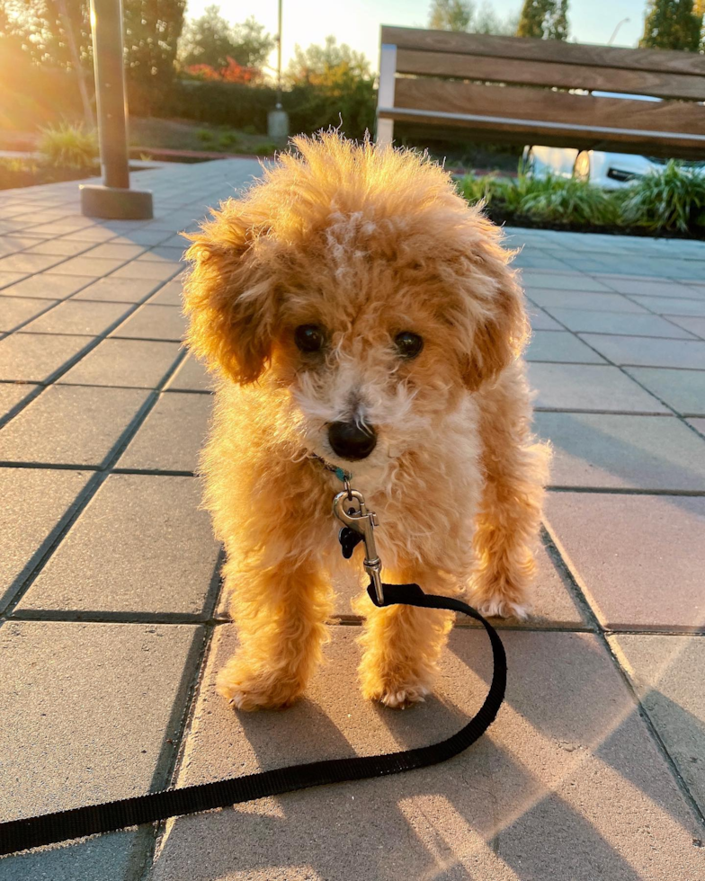 Happy Poochon Pup