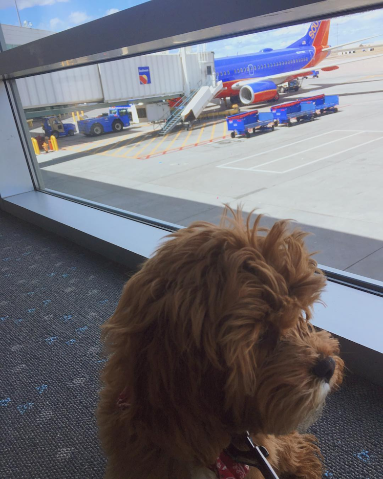 Albuquerque Cavapoo Pup