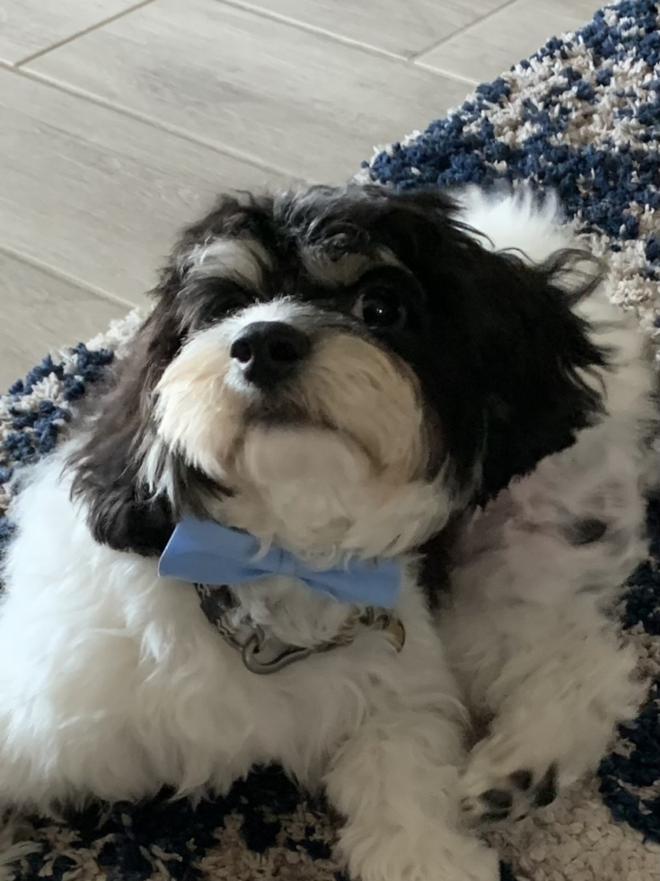 Cavachon Pup