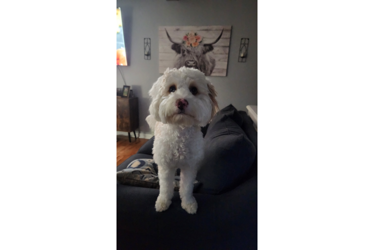 Mini Bernedoodle Pup Being Cute