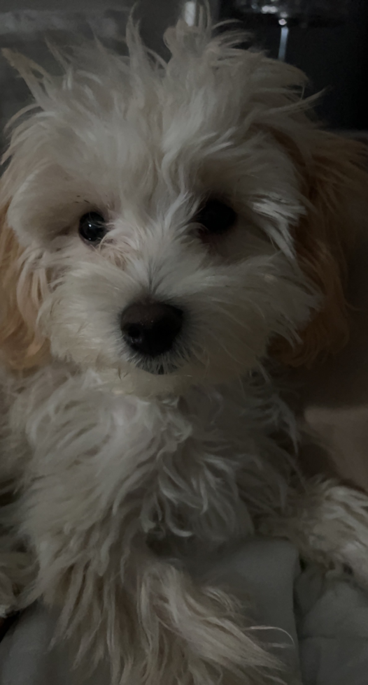 Little Maltepoo Poodle Mix Pup