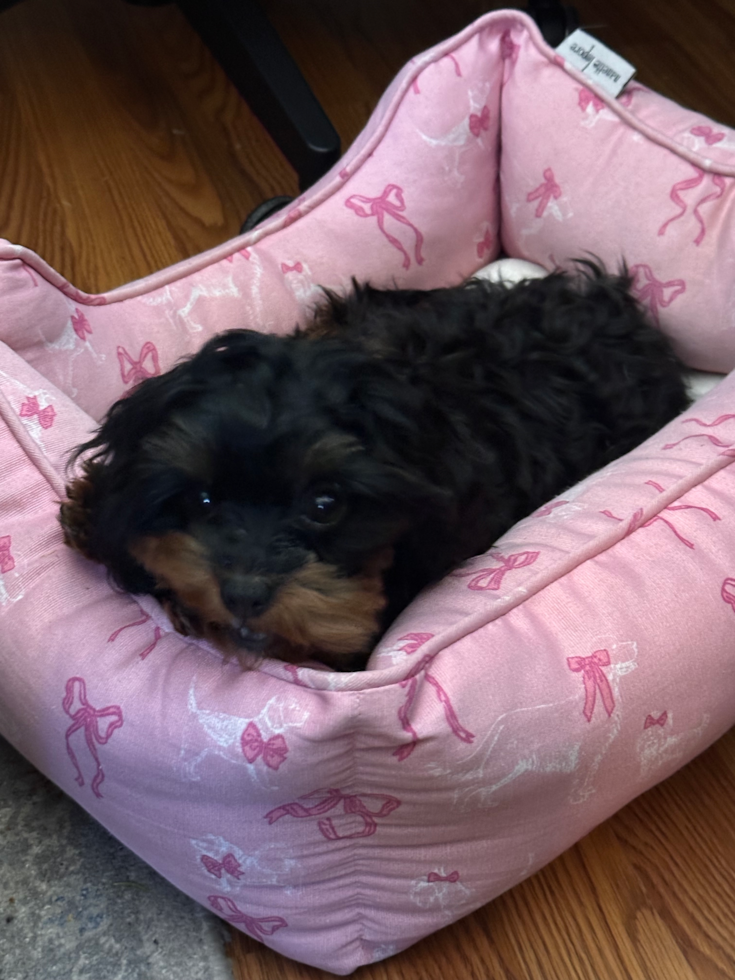 Funny Cavapoo Poodle Mix Pup