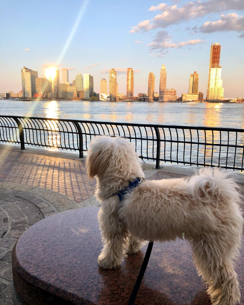 Petite Maltipoo Poodle Mix Pup