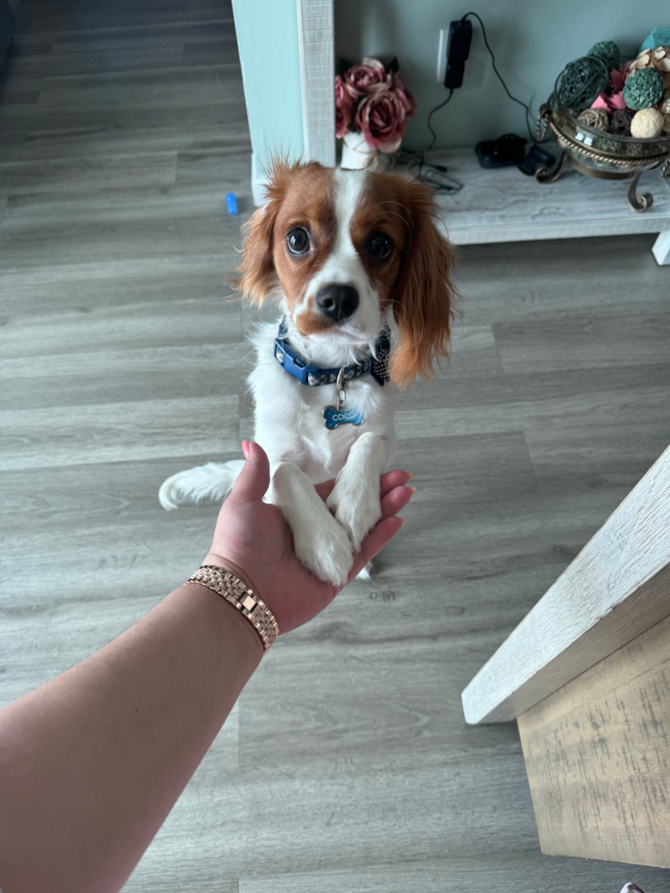 Friendly Cavalier King Charles Spaniel Pup