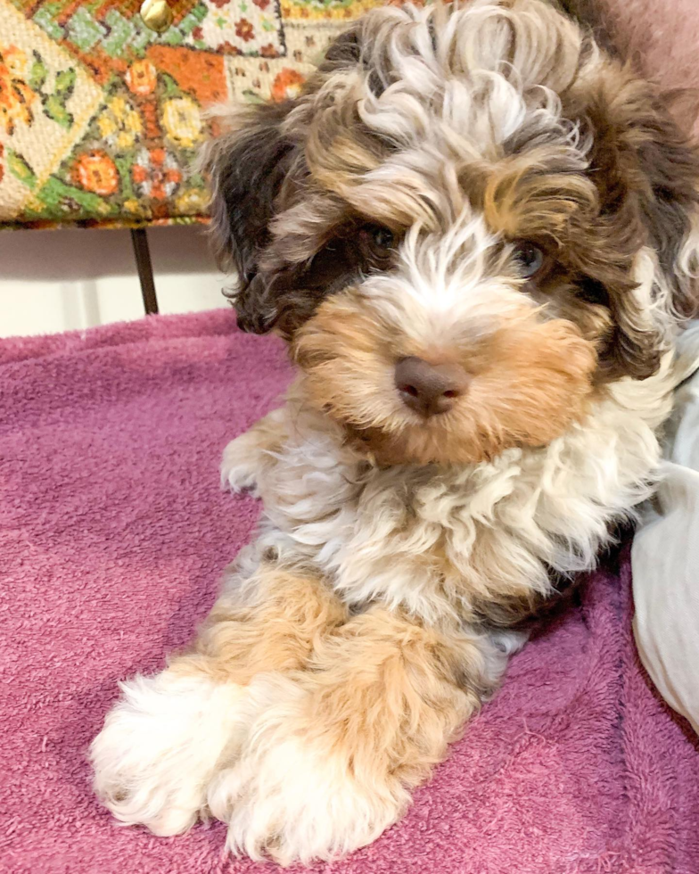 Popular Mini Aussiedoodle Poodle Mix Pup