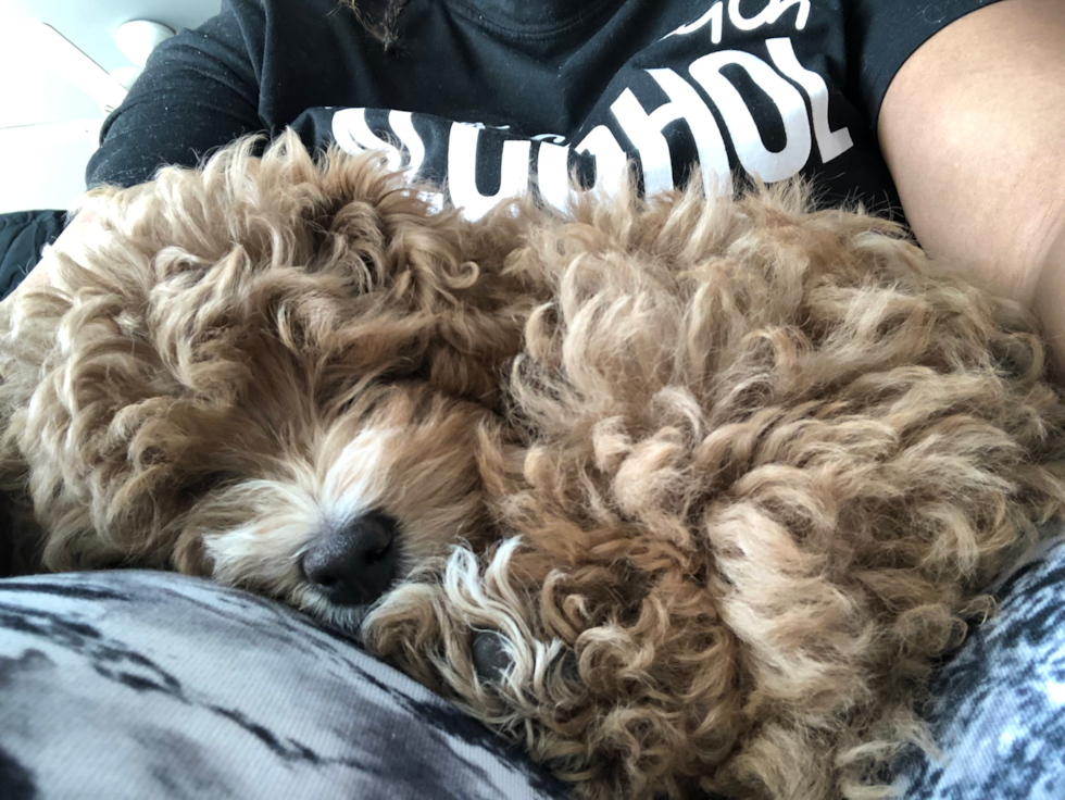 Cavapoo Pup