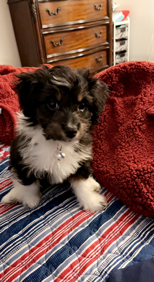 Mini Aussiedoodle Pup