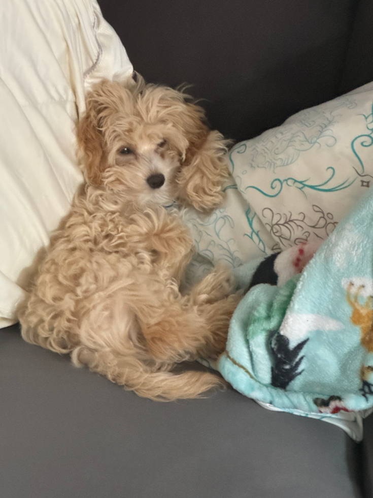 Little Malt a Poo Poodle Mix Pup