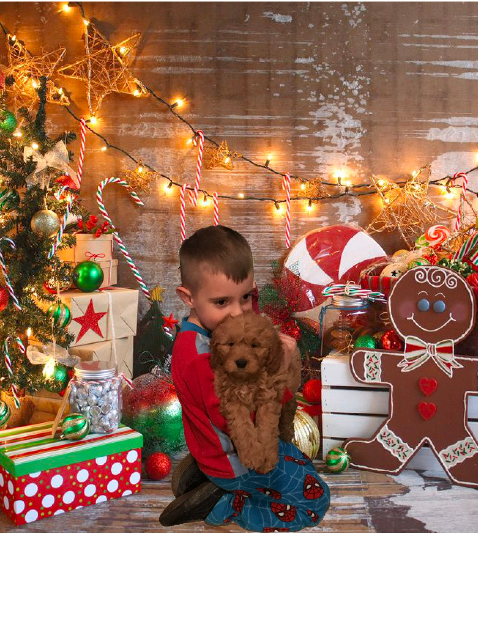 Best Mini Goldendoodle Baby