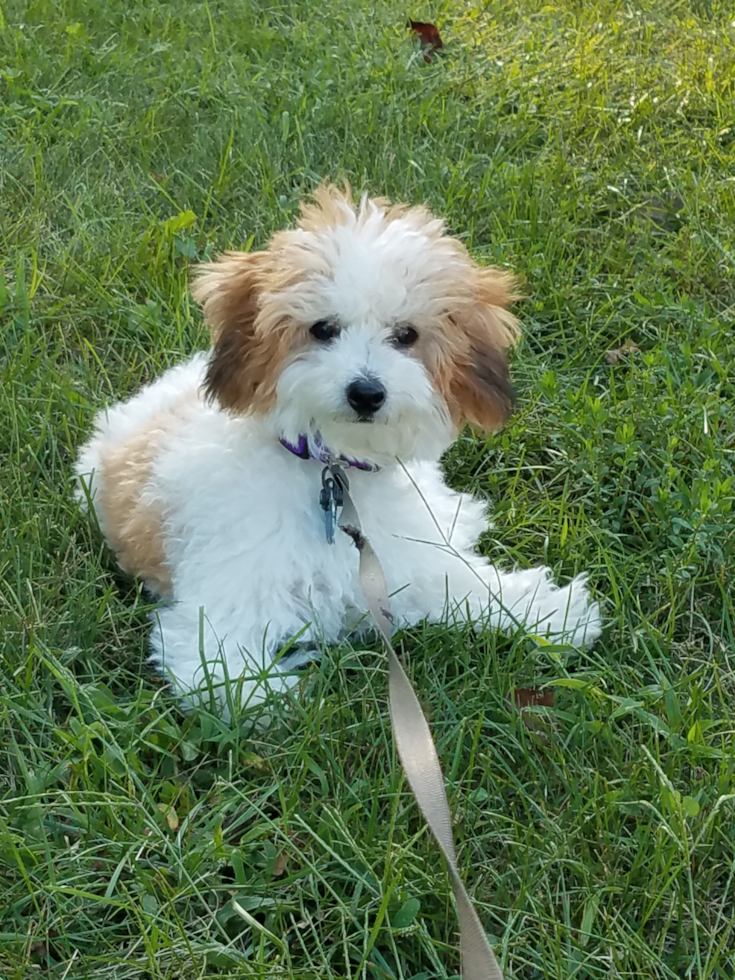 Adorable Bichpoo Poodle Mix Pup