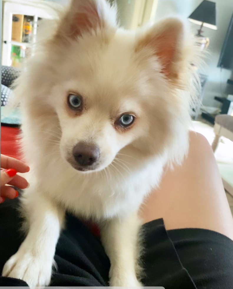 Pomsky Being Cute