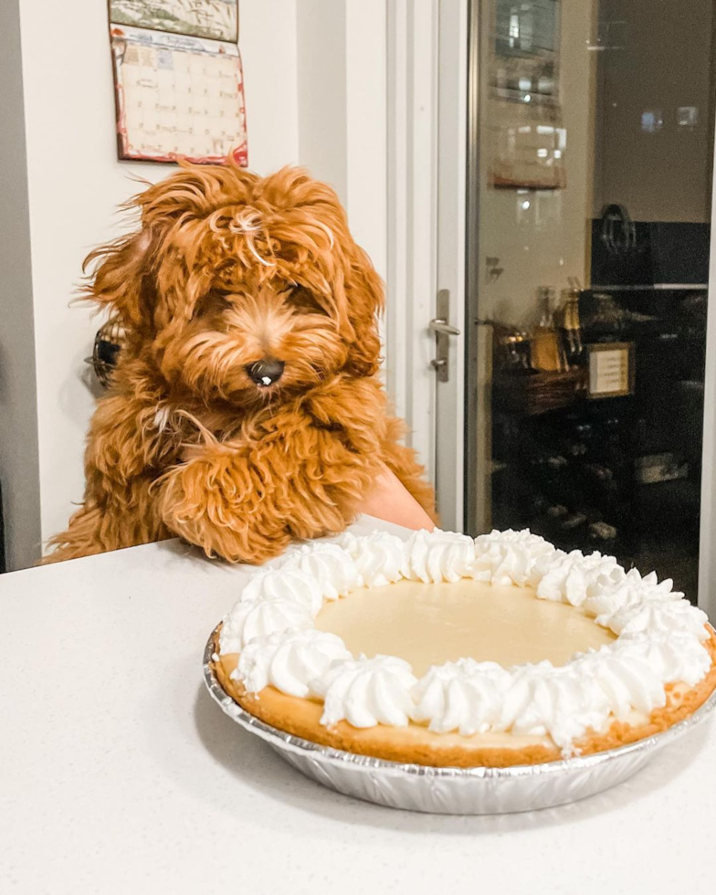 Chicago Cavapoo Pup