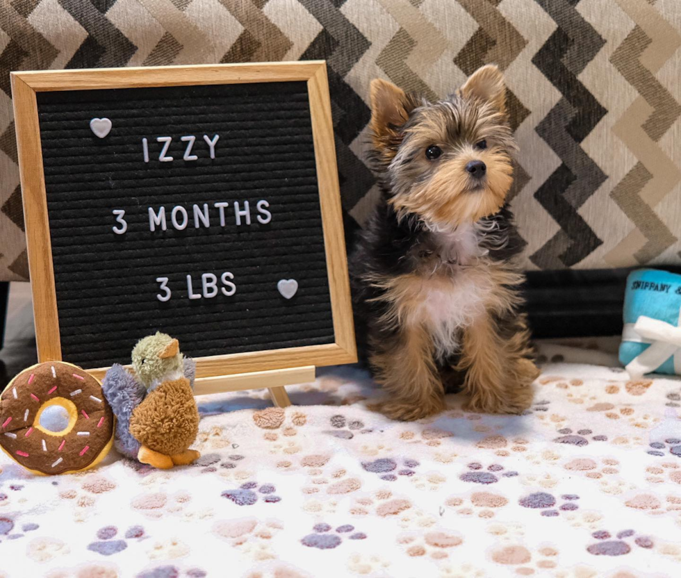 Popular Yorkshire Terrier Purebred Pup