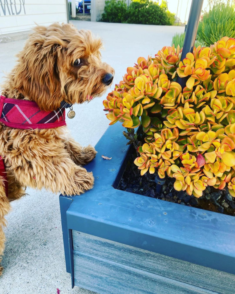 Cavapoo Being Cute