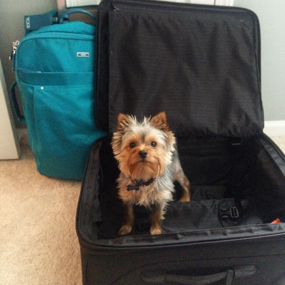 Fluffy Yorkie Purebred Pup