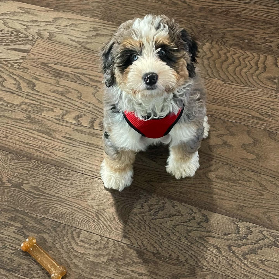 Mini Bernedoodle Being Cute