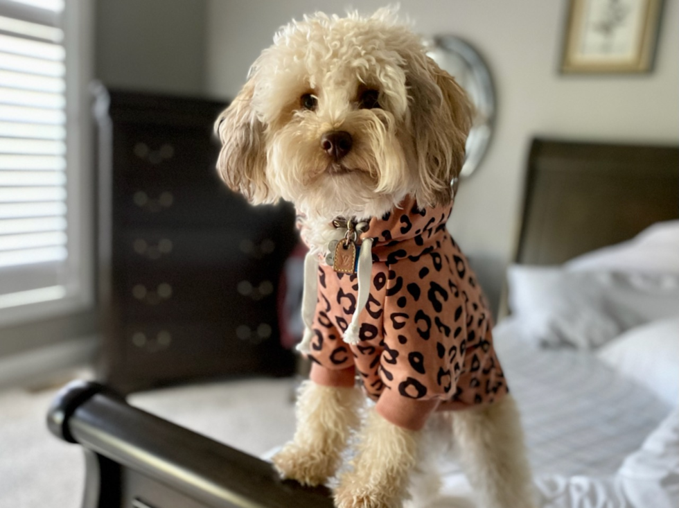 Sweet Mini Labradoodle Pup in Delaware OH