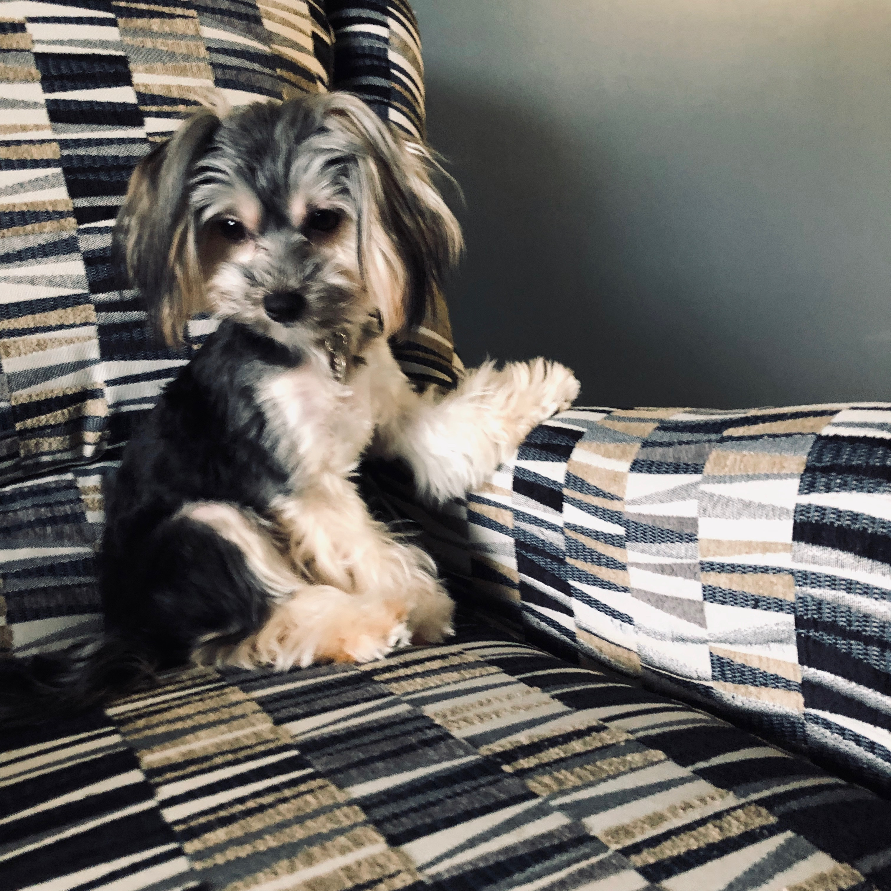 Best Morkie Baby
