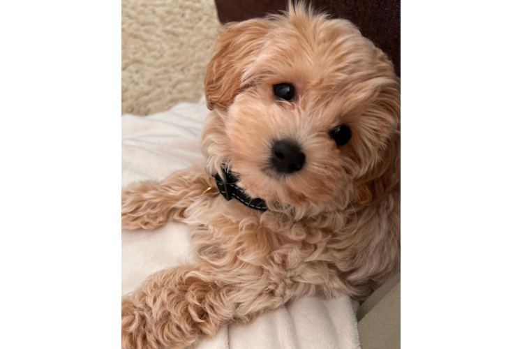 Petite Maltipoo Poodle Mix Pup