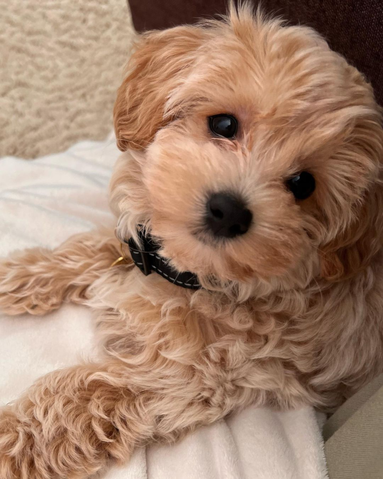 Irvine Maltipoo Pup