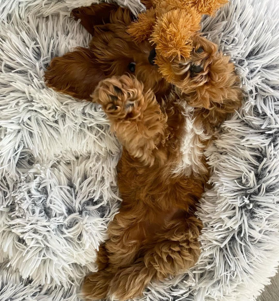 Smart Cavapoo Poodle Mix Pup