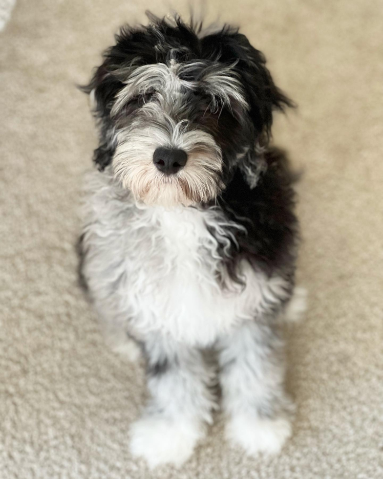 Mini Portidoodle Being Cute