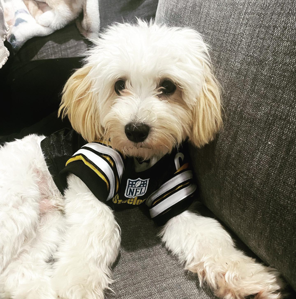 Smart Maltipoo Poodle Mix Pup