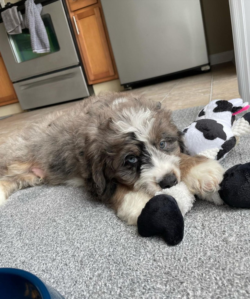 Energetic Mini Berniedoodle Poodle Mix Pup